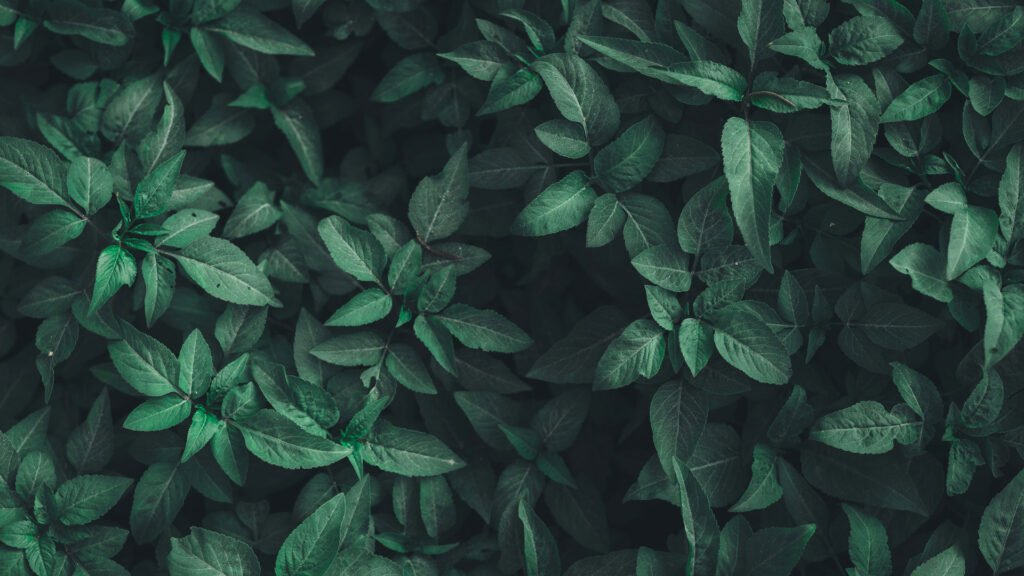 leave-bg_2